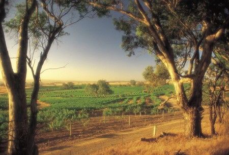 BIG 4 Barossa Tourist Park - Accommodation Georgetown 5