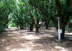 Daly River Mango Farm - Accommodation Georgetown 4
