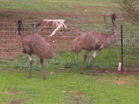 Cape Jervis Station - Accommodation Georgetown 1
