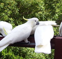 Lorikeet Lane BB - Accommodation Georgetown