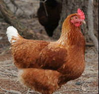 Avonmore Estate Biodynamic Winery - Accommodation Georgetown