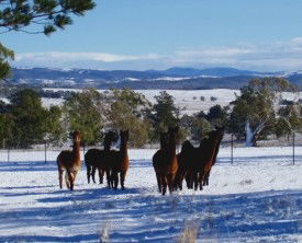 Castanian - Accommodation Georgetown 1