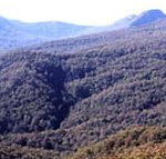 Callicoma Hill Eco-Cabins - Accommodation Georgetown