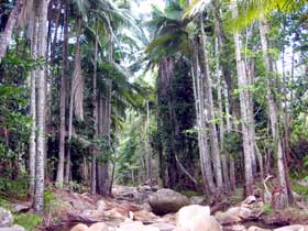 Finch Hatton Gorge Cabins - Accommodation Georgetown 2