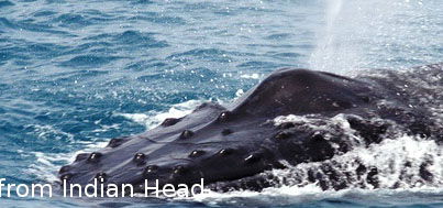 Fraser Island Fishing Units - Accommodation Georgetown 5