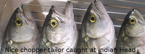 Fraser Island Fishing Units - Accommodation Georgetown 6