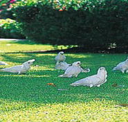 Aurora Kakadu - Accommodation Georgetown