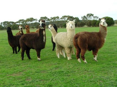 Mayfair Park - Accommodation Georgetown 2