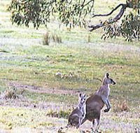 Kangaroo Ridge Retreat - Accommodation Georgetown