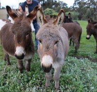 Donkey Tales Farm Cottages - Accommodation Georgetown