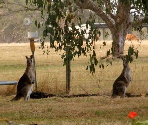 Blue Wren Haven - Accommodation Georgetown 5