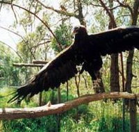 Curlew Hill Sanctuary - Accommodation Georgetown