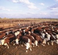 Bond Springs Outback Retreat - Accommodation Georgetown