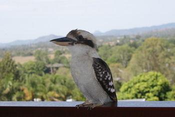 Mary Valley Views B + B - Accommodation Georgetown 19