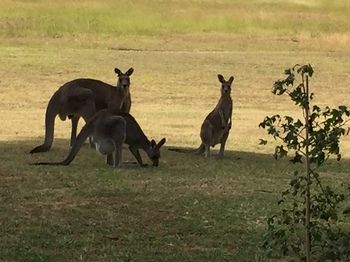 Block Eight - Accommodation Georgetown 2