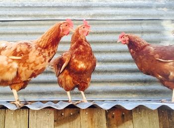 Block Eight - Accommodation Georgetown 39