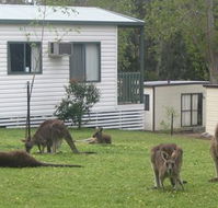 Halls Gap Caravan Park - Accommodation Georgetown