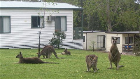 Halls Gap Caravan Park - Accommodation Georgetown 0