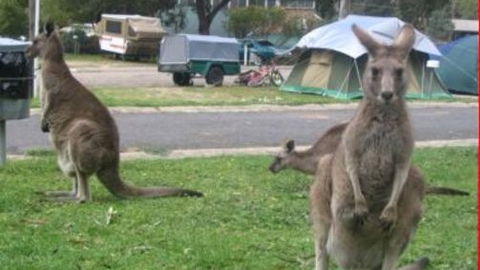 Halls Gap Caravan Park - Accommodation Georgetown 4