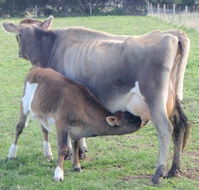 Animal Land - Accommodation Georgetown