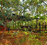 Arnhemland Barramundi Nature Lodge - Accommodation Georgetown