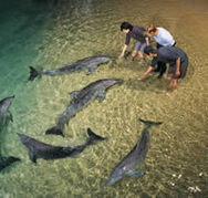 Tangalooma Wild Dolphin Resort - Accommodation Georgetown