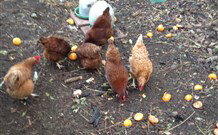 Eaglewood B And B And Farmstay - Accommodation Georgetown 2