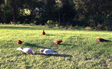 Eaglewood B And B And Farmstay - Accommodation Georgetown 3