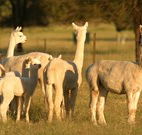 Waterfall Way Farmstay - Accommodation Georgetown