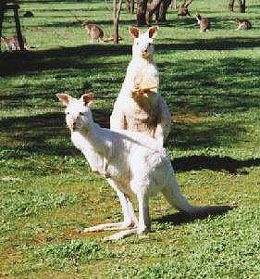 Bordertown Motel - Accommodation Georgetown 1