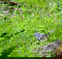 Morialta Bed And Breakfast - Accommodation Georgetown