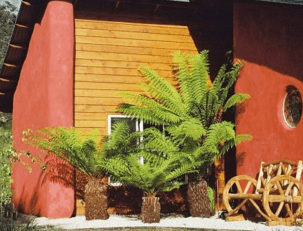 Whispering Spirit Cottage  Miniature Pony Stud - Accommodation Georgetown