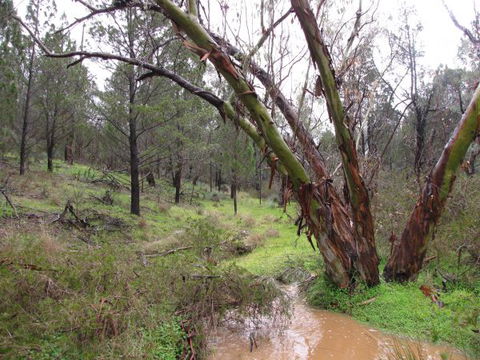 Beetaloo Grove - Accommodation Georgetown 2