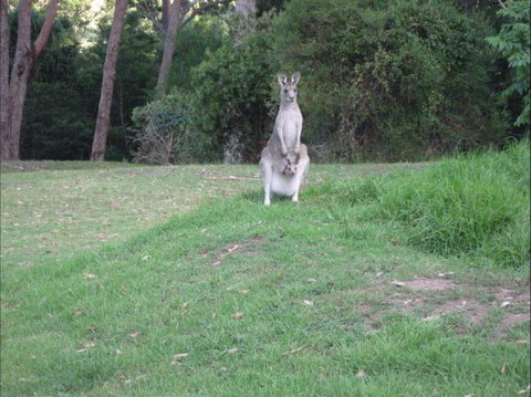 Dunns Creek Downs Nature Stay - Accommodation Georgetown 6