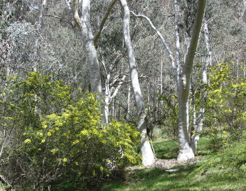 Highfield Farm And Woodland Bush Campsites - Accommodation Georgetown 4