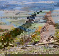 Eaglereach Wilderness Resort