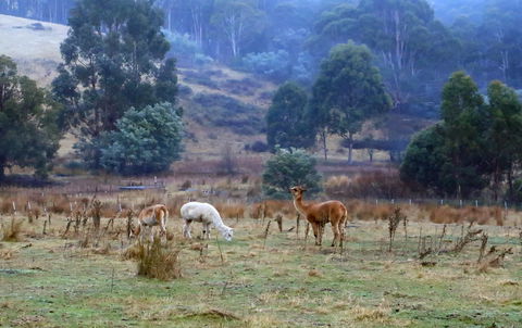 Hamlet Downs Country Accommodation - Accommodation Georgetown 1