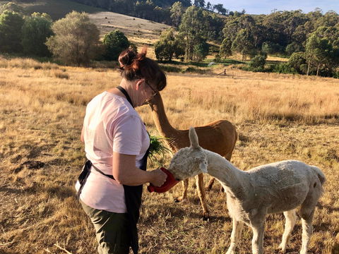 Hamlet Downs Country Accommodation - Accommodation Georgetown 6