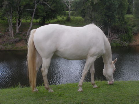 Imbil Bridge Farm And Homestead - Accommodation Georgetown 1