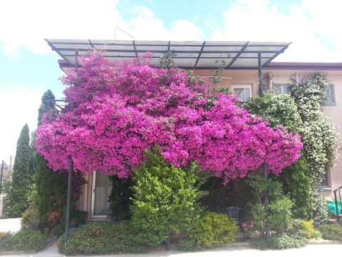 Crest Motor Inn - Accommodation Georgetown 0