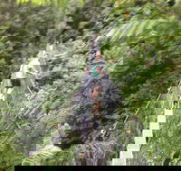 Rosebery Cabin and Tourist Park - Accommodation Georgetown