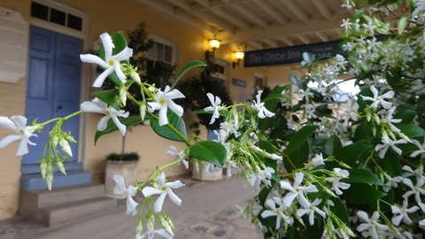 The Globe Inn - Accommodation Georgetown 1