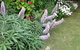 Padthaway Caravan Park - thumb 0