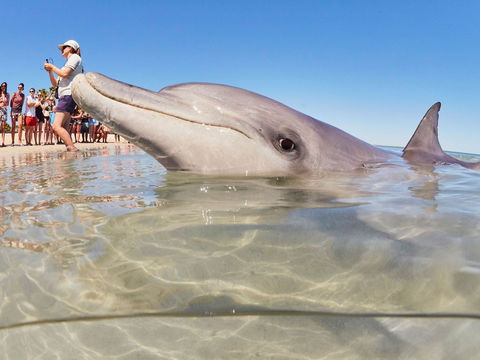 RAC Monkey Mia Dolphin Resort - Accommodation Georgetown 2