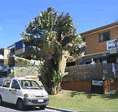 Melaluka And Costa Bella Luxury Apartments - Accommodation Georgetown