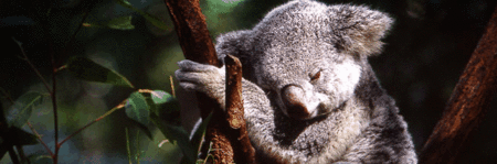 Koala and River Cruise by Mirimar Cruises - Accommodation Georgetown