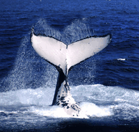 Brisbane Whale Watching - Accommodation Georgetown