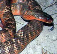 Armadale Reptile  Wildlife Centre - Accommodation Georgetown