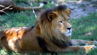 Mogo Zoo - Accommodation Georgetown 1