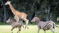 Mogo Zoo - Accommodation Georgetown 2